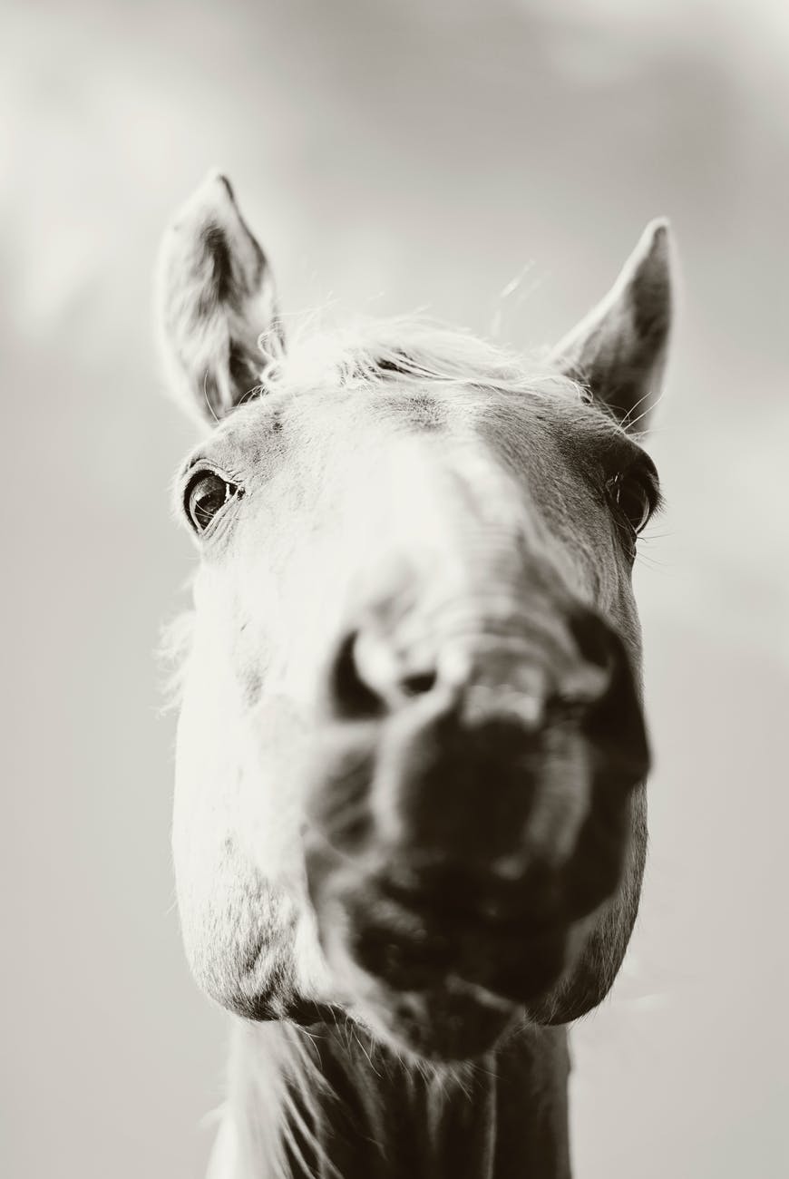 grey scale photography of horse s face